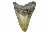 Serrated, Fossil Megalodon Tooth - North Carolina #308469-1